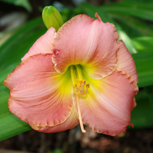 Hemerocallis Seminole Wind